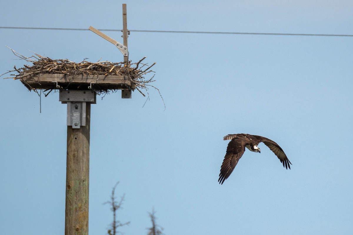 Águila Pescadora - ML620237674