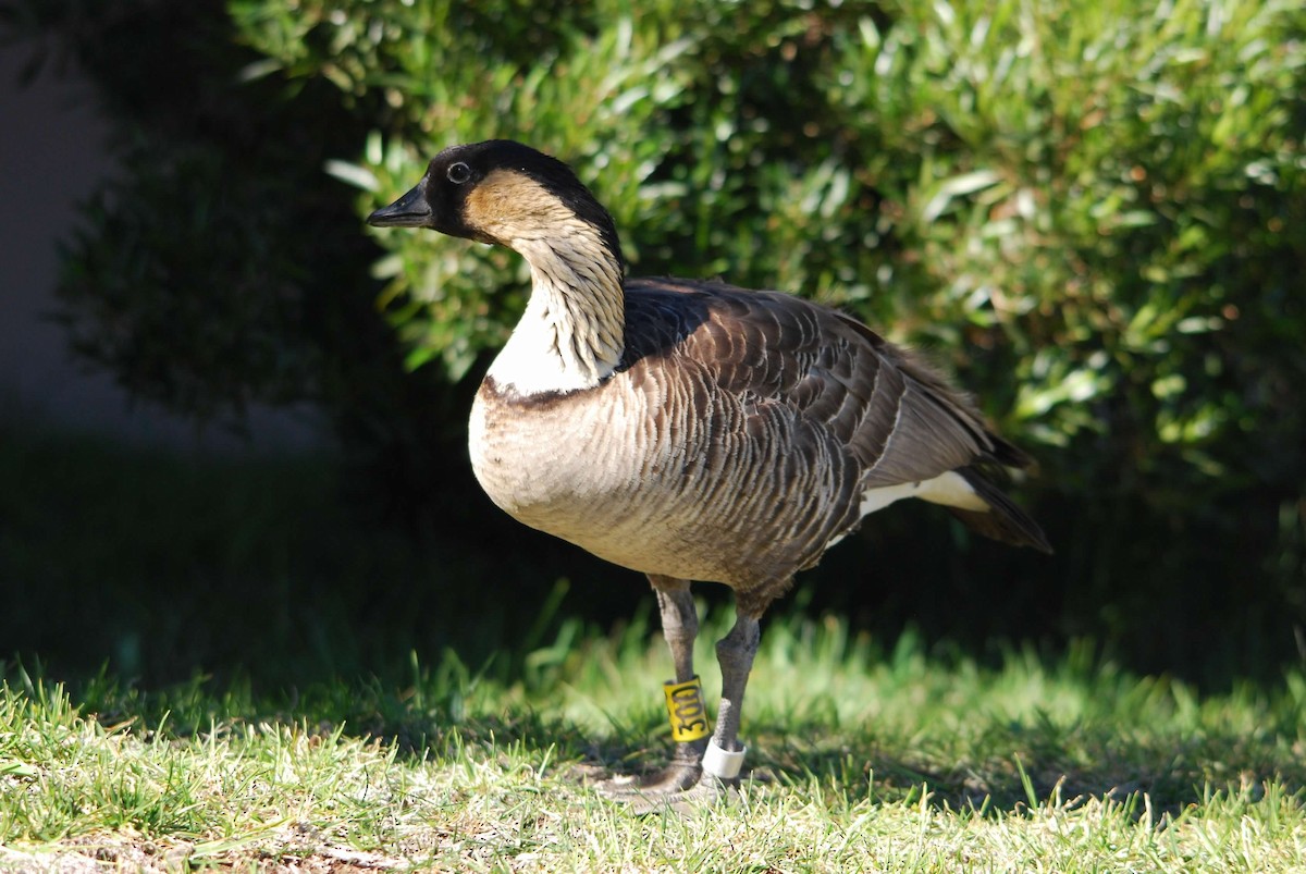 Hawaiian Goose - ML620237680