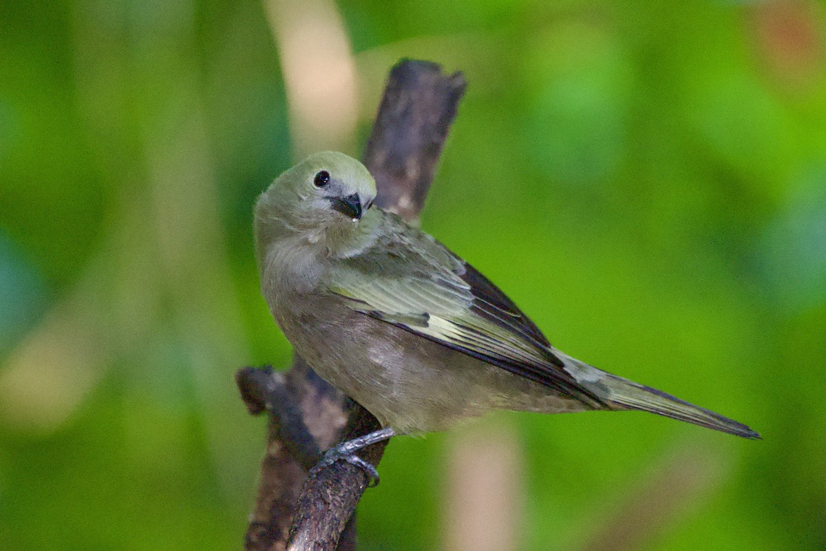 Palm Tanager - ML620237687