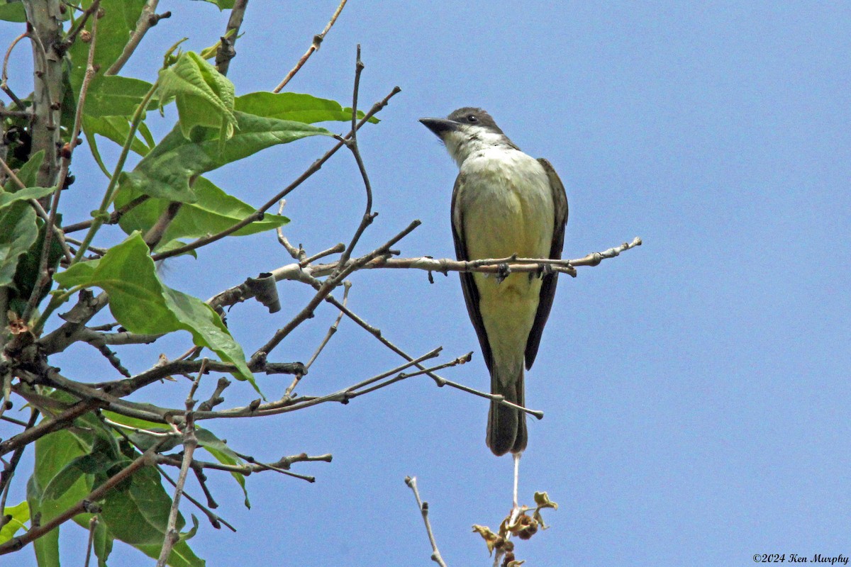 Thick-billed Kingbird - ML620237691