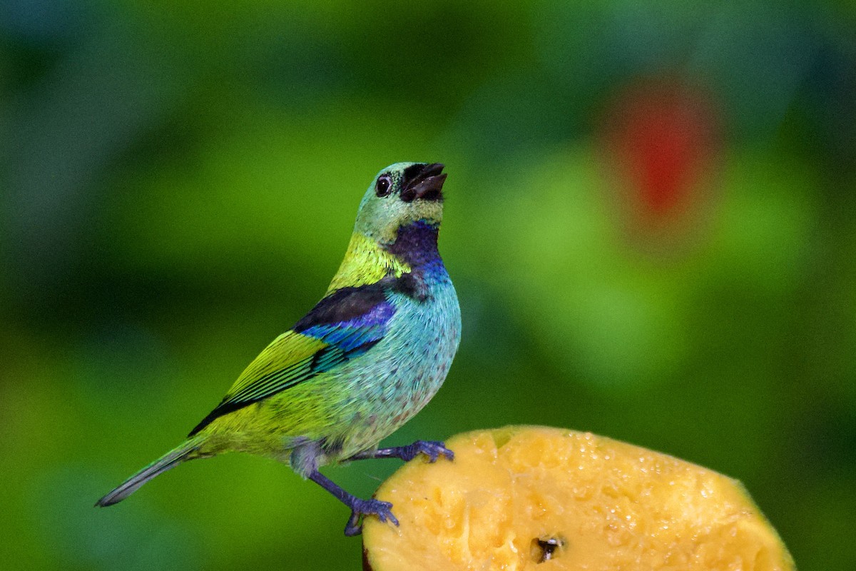 Green-headed Tanager - ML620237697