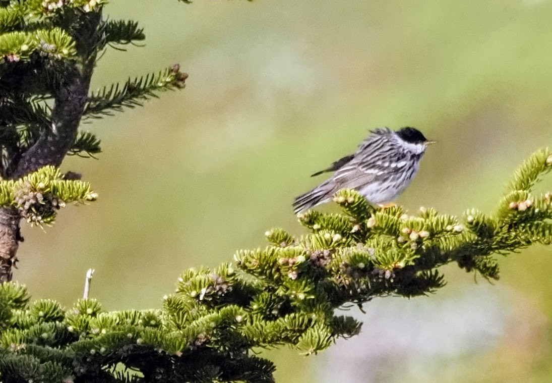 Blackpoll Warbler - ML620237698