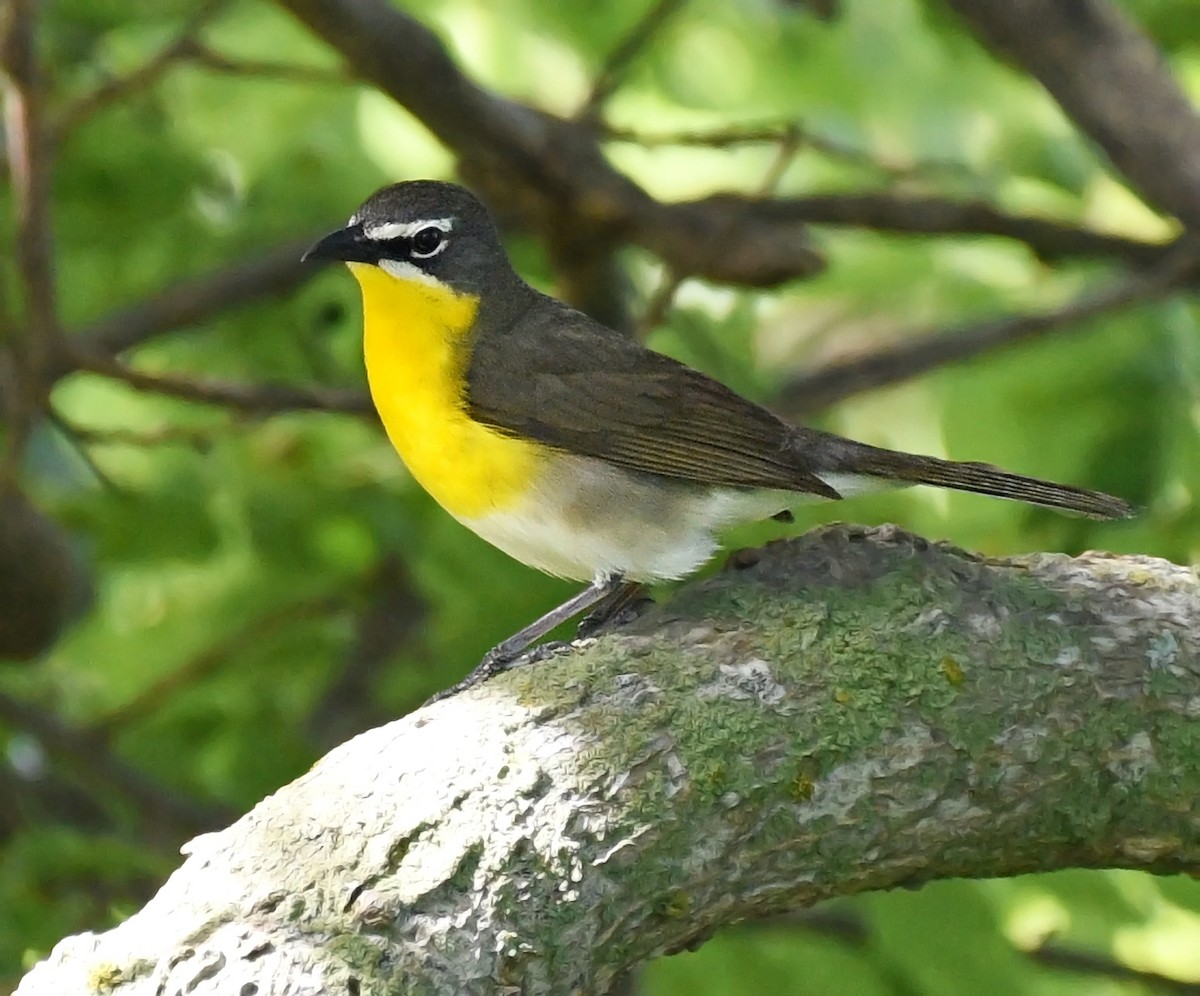 Yellow-breasted Chat - ML620237703