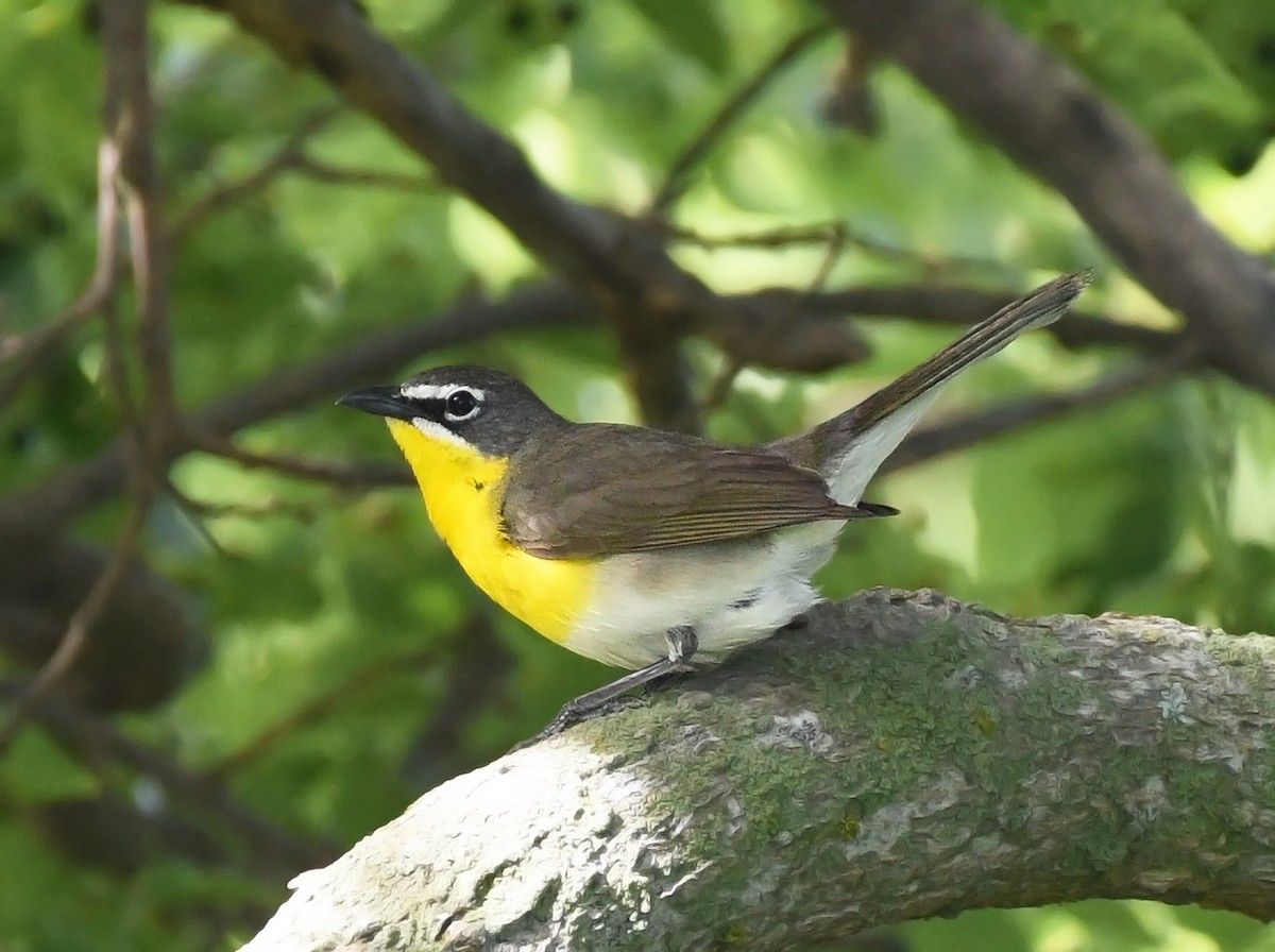 Yellow-breasted Chat - ML620237704