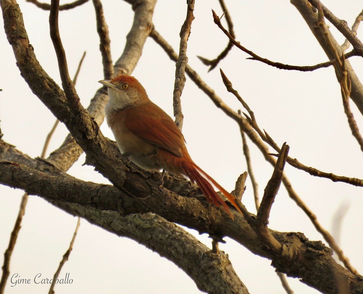 Greater Thornbird - Gimena Caraballo