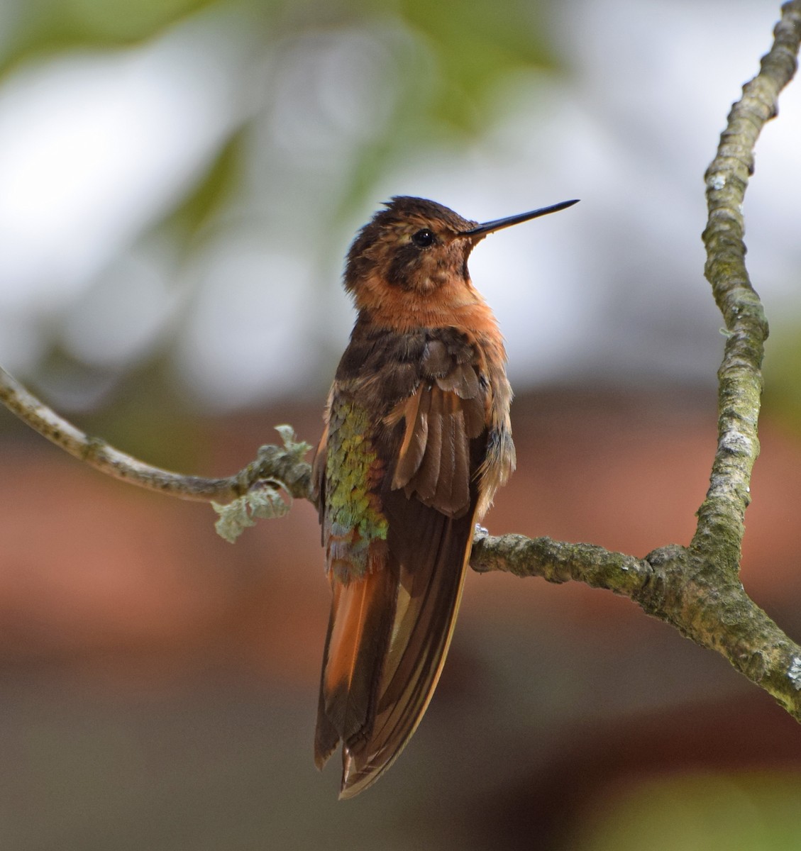 Colibrí Cobrizo - ML62023771