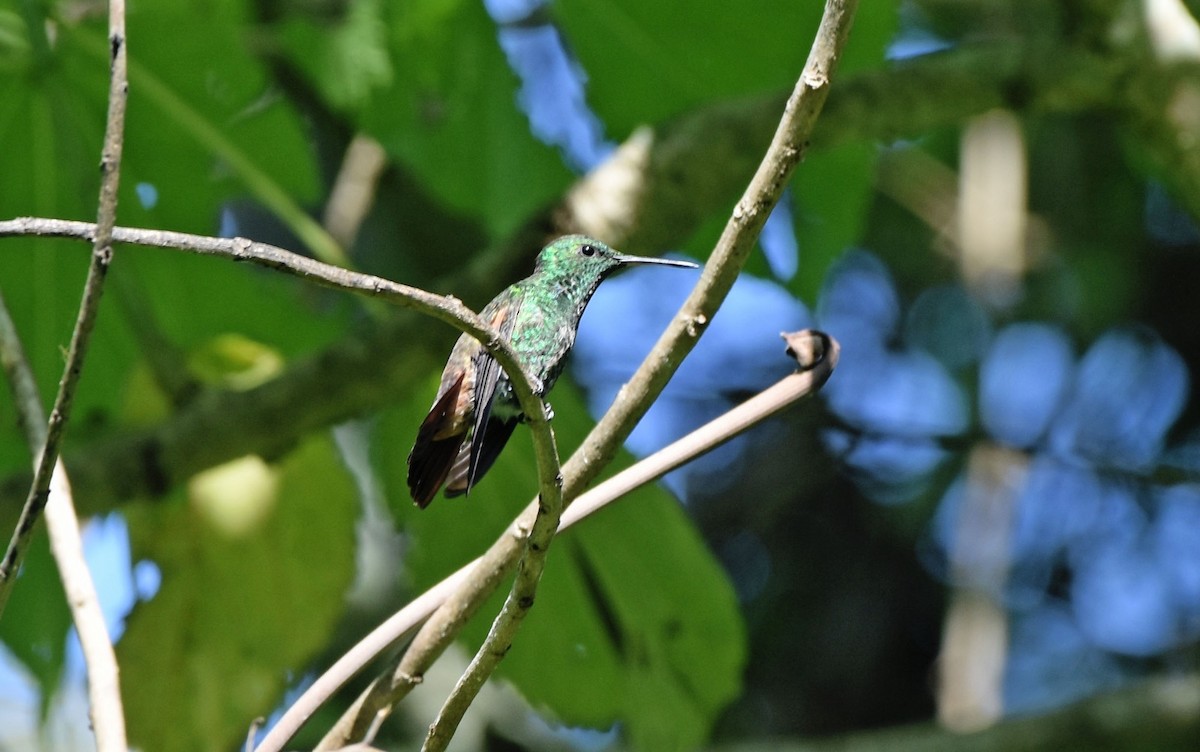 Blue-tailed Hummingbird - ML620237727