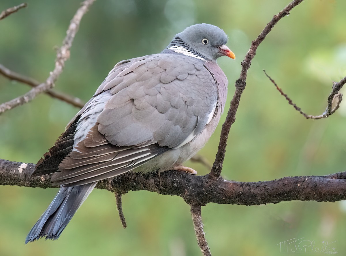 Pigeon ramier (groupe palumbus) - ML620237740