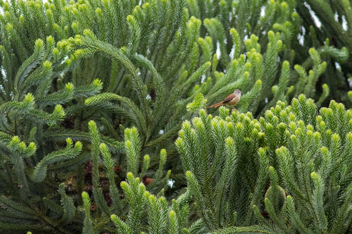 Araucaria Tit-Spinetail - ML620237749