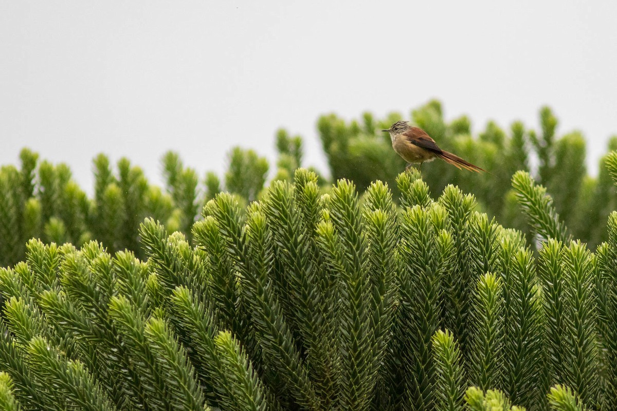 Araucaria Tit-Spinetail - ML620237750