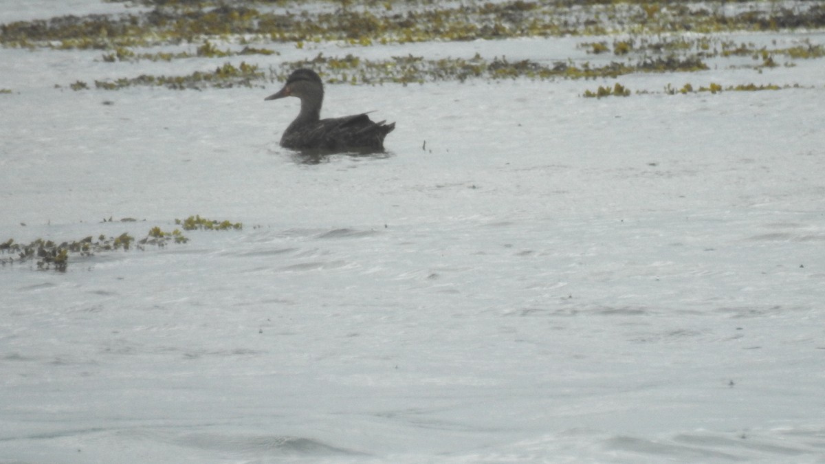 American Black Duck - ML620237754