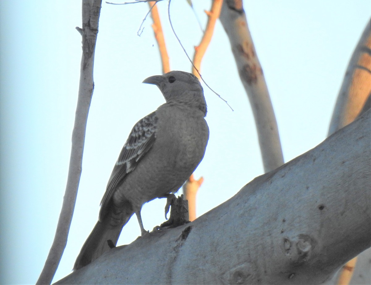 Great Bowerbird - ML620237756