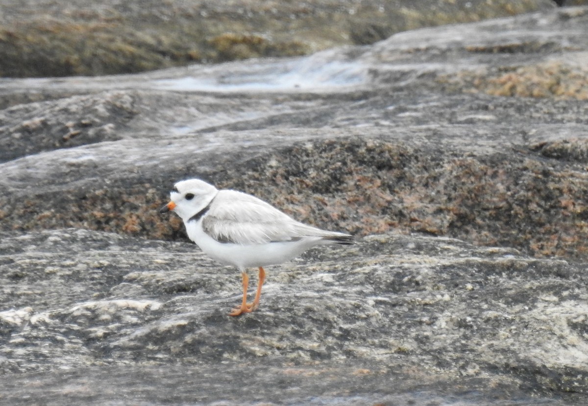 Piping Plover - ML620237763