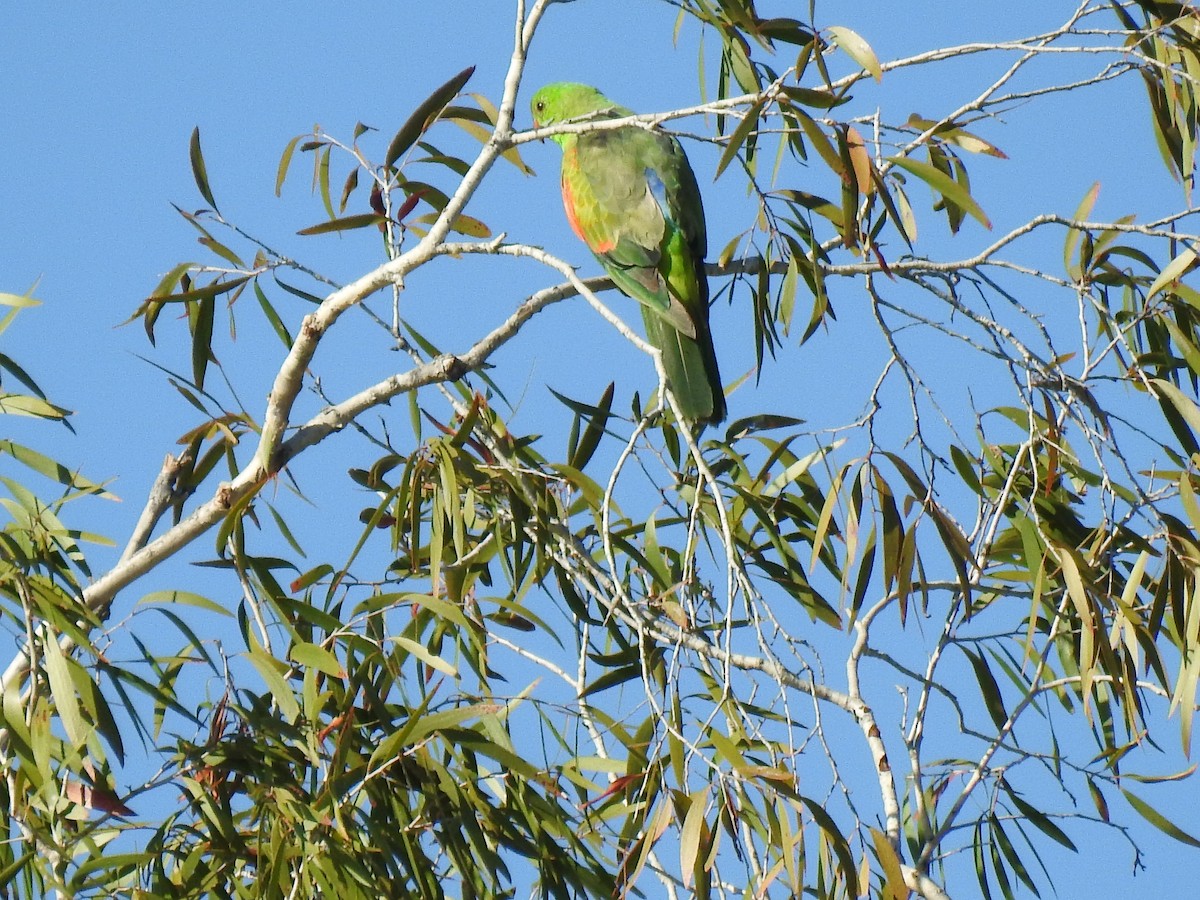 Red-winged Parrot - ML620237765