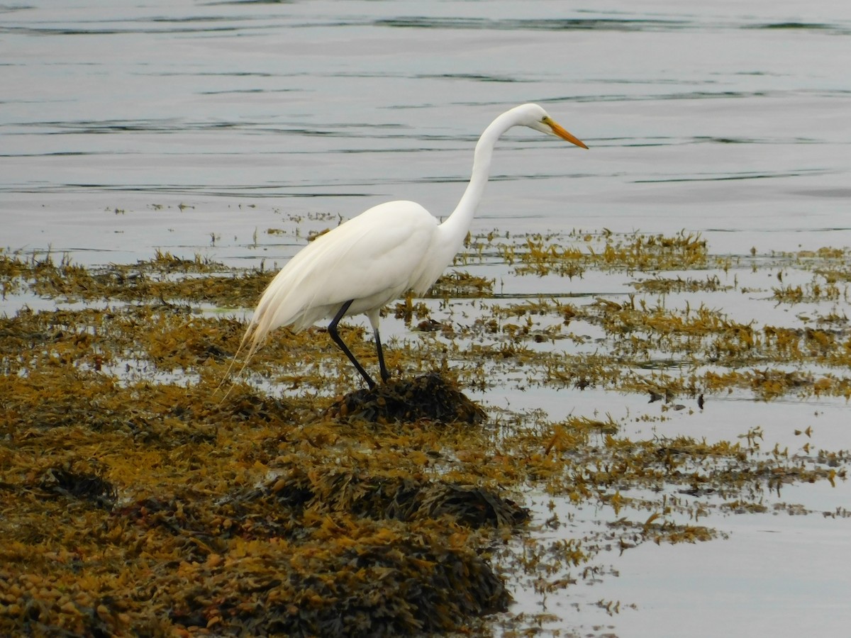 Great Egret - ML620237775