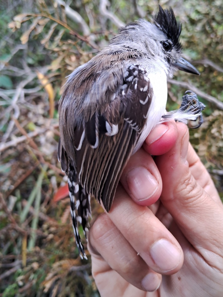 Silvery-cheeked Antshrike - Valeria Torrado