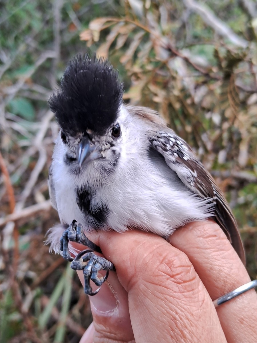 Silvery-cheeked Antshrike - Valeria Torrado