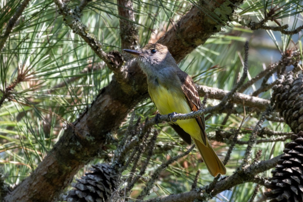 Great Crested Flycatcher - ML620237780