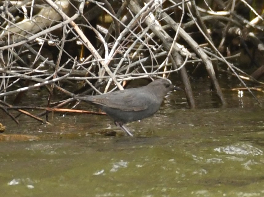 American Dipper - ML620237786