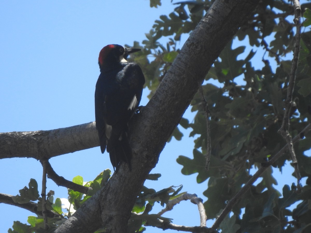 Acorn Woodpecker - ML620237794