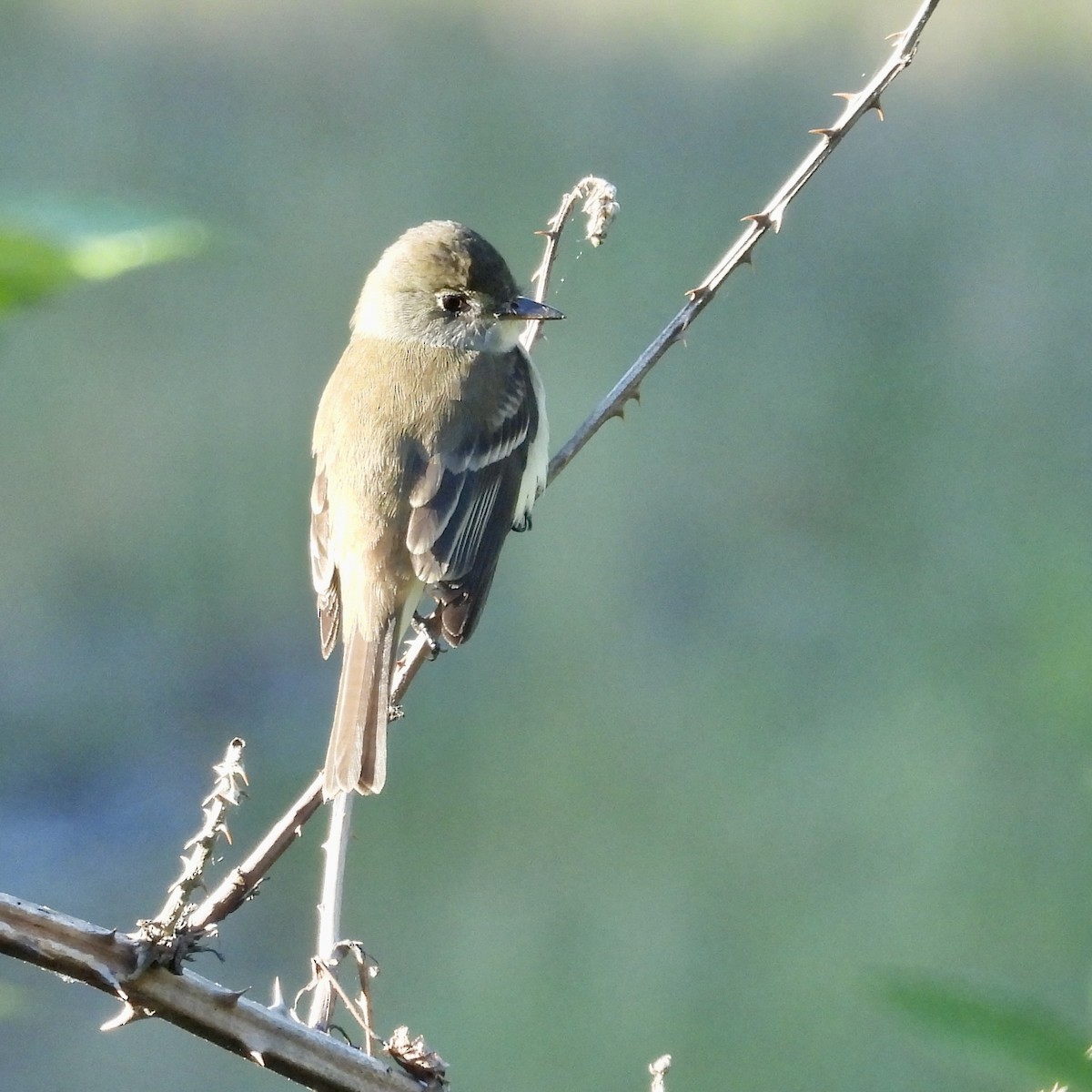 Willow Flycatcher - ML620237802