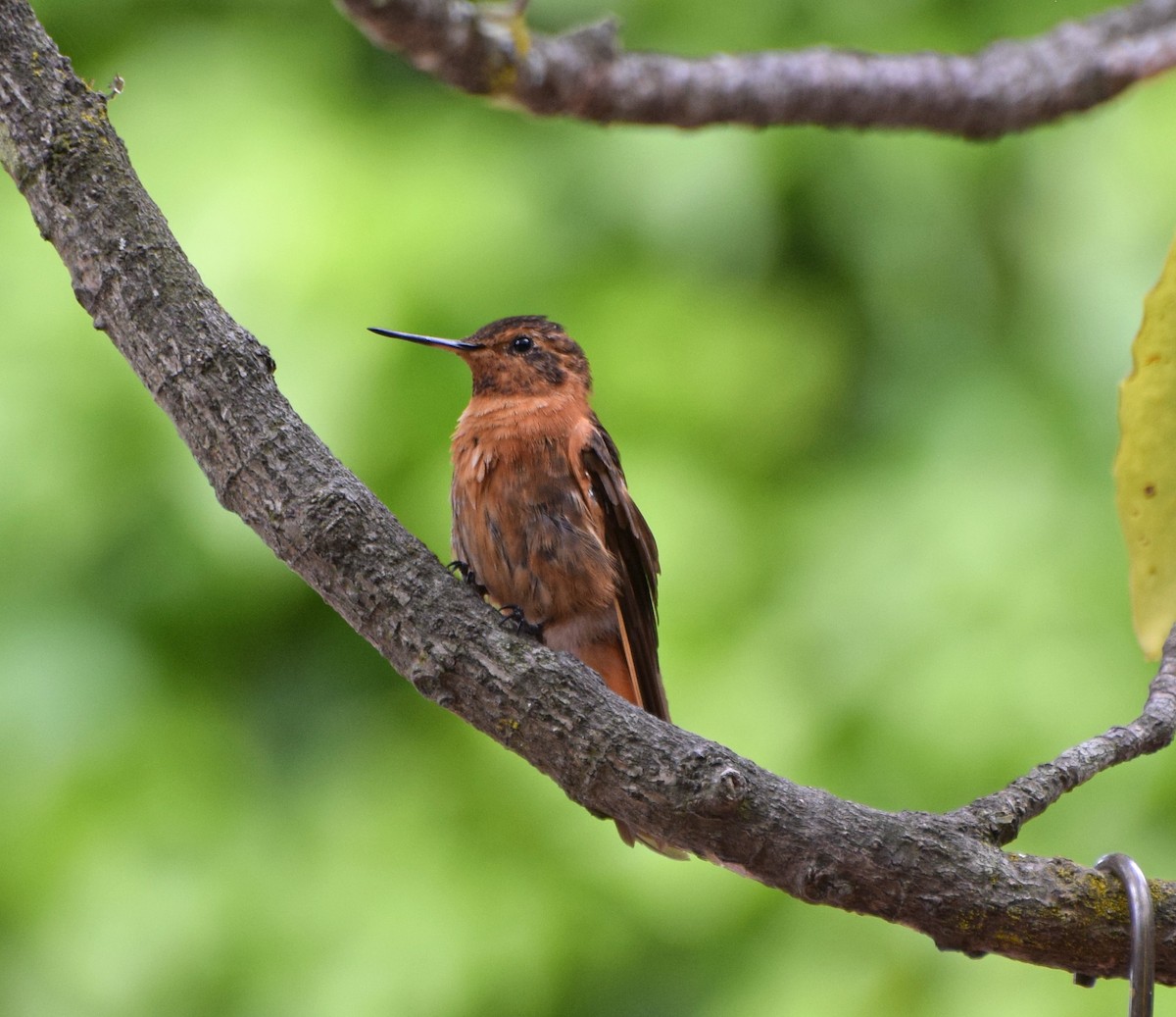 kolibřík duhovohřbetý - ML62023781