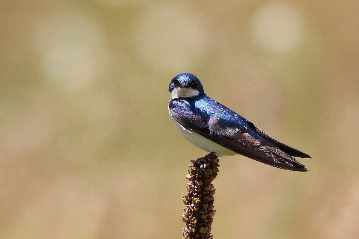 Golondrina Bicolor - ML620237812