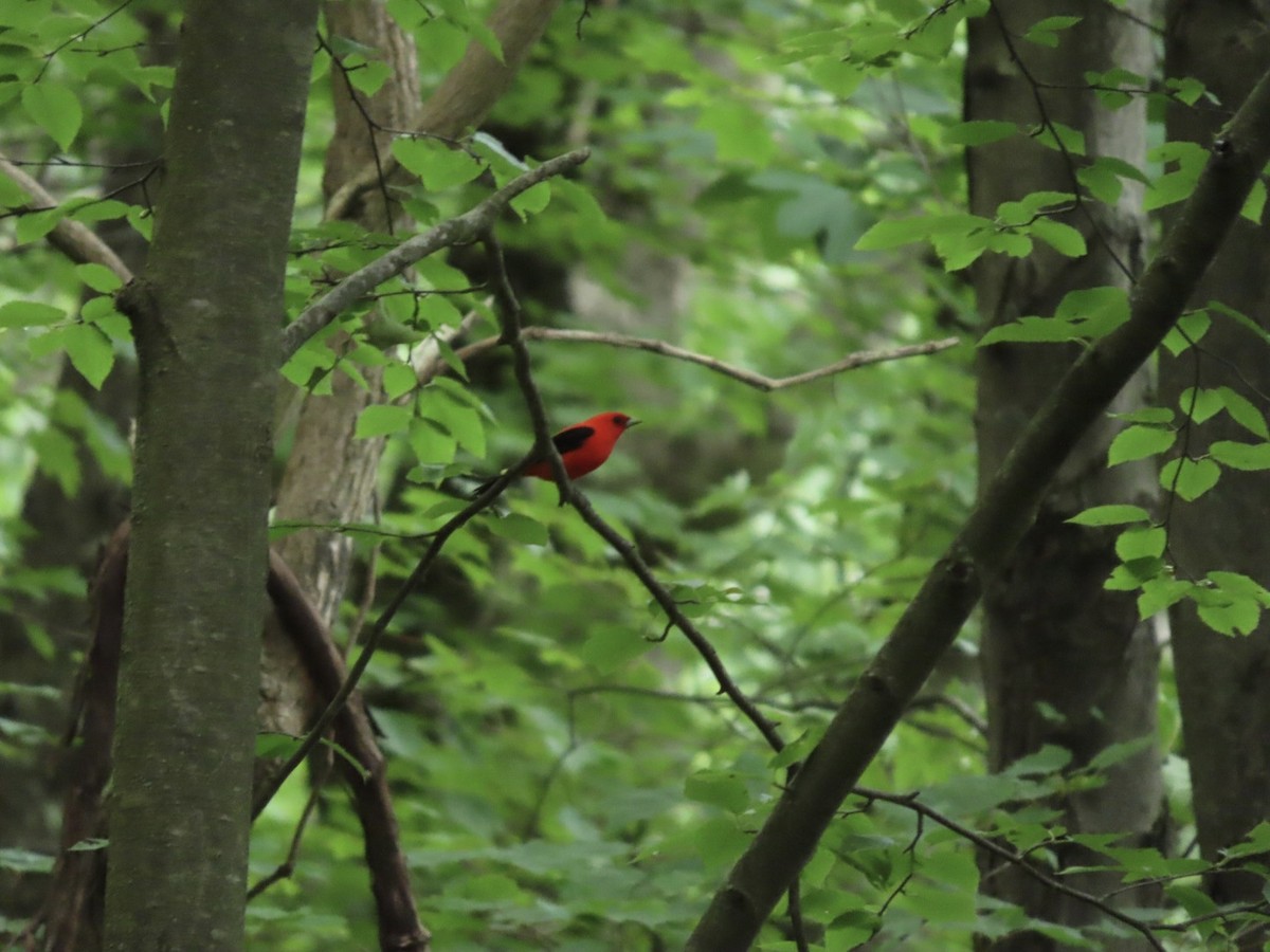 Scarlet Tanager - ML620237818