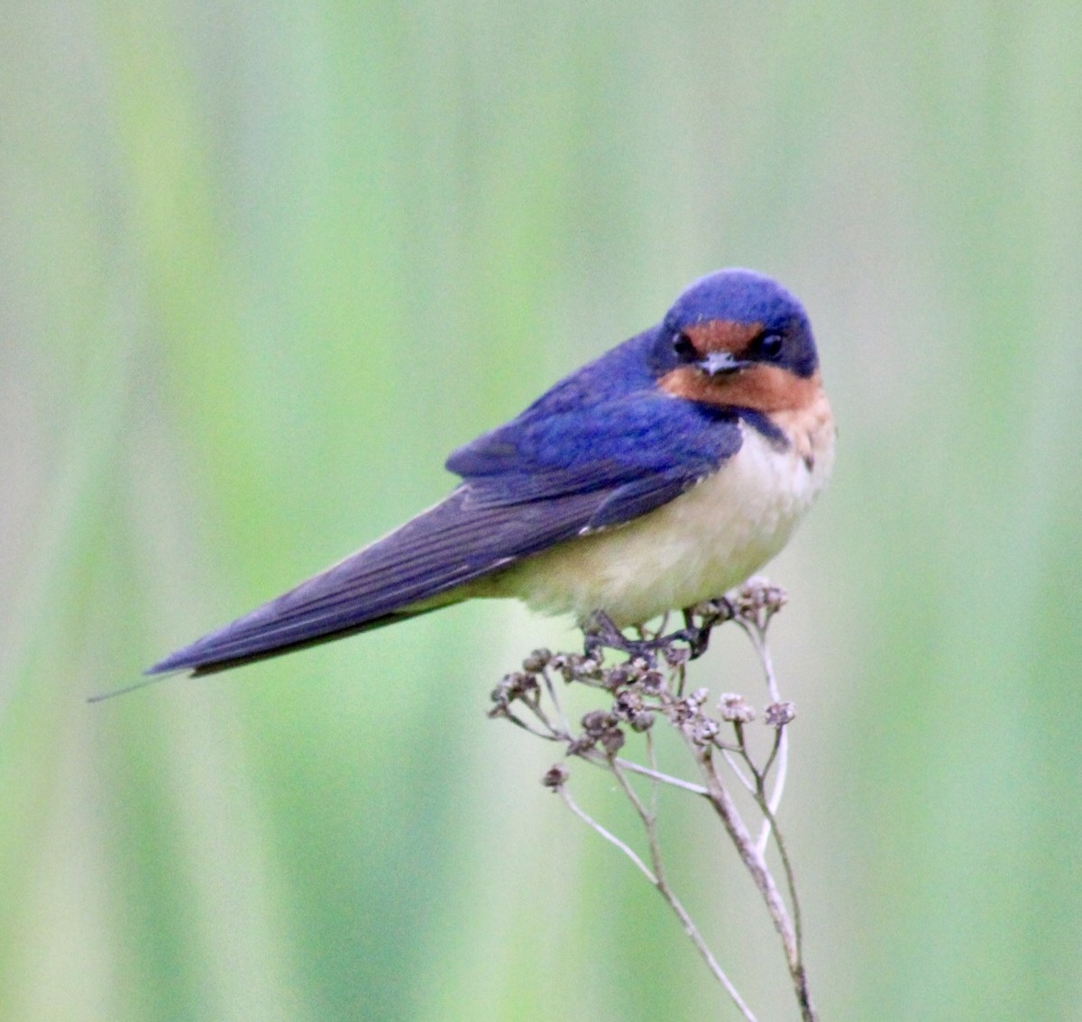 Barn Swallow (American) - ML620237819