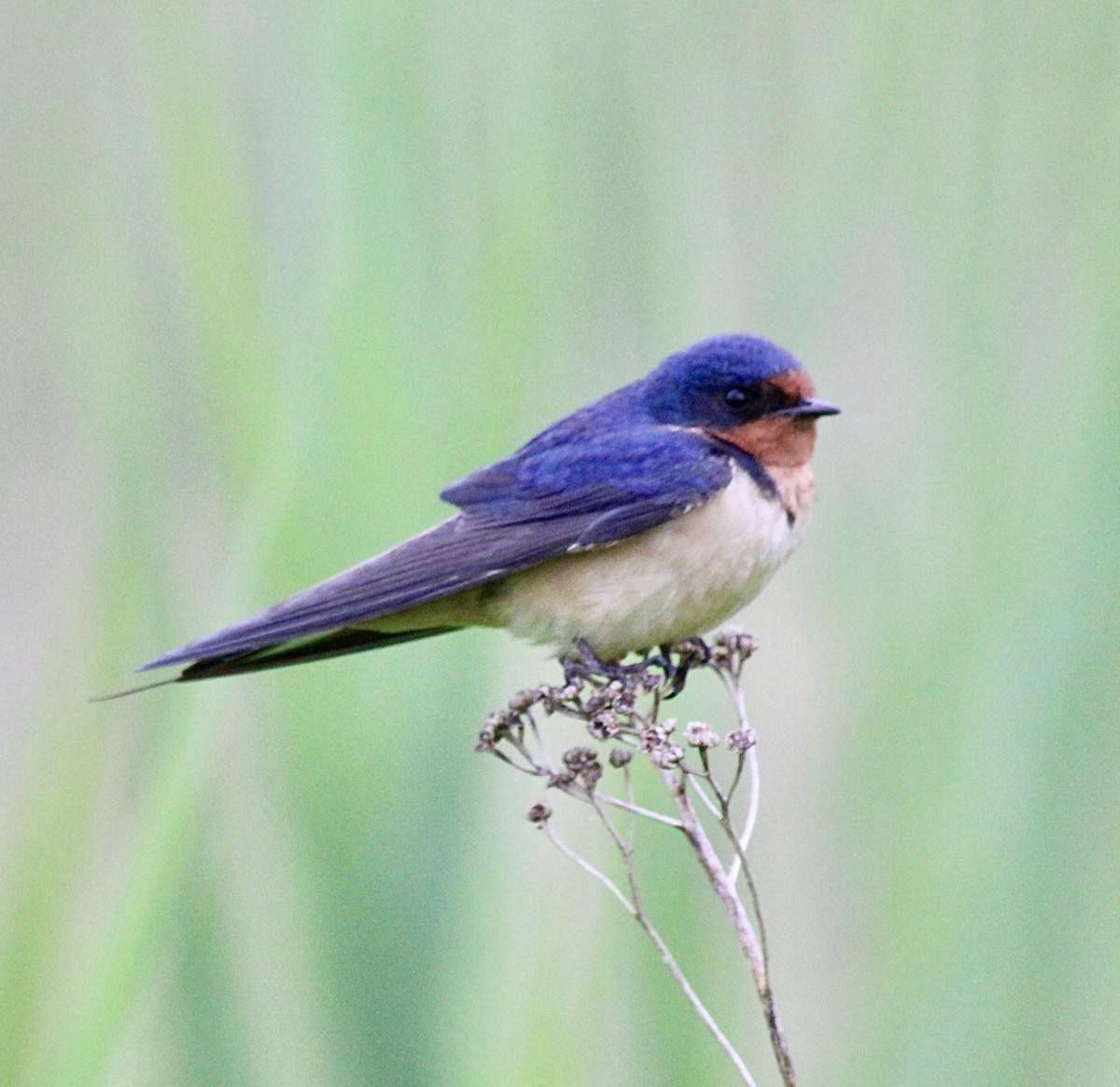 Barn Swallow (American) - ML620237822