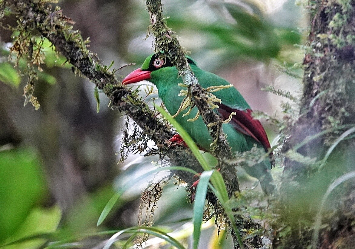 Bornean Green-Magpie - ML620237824