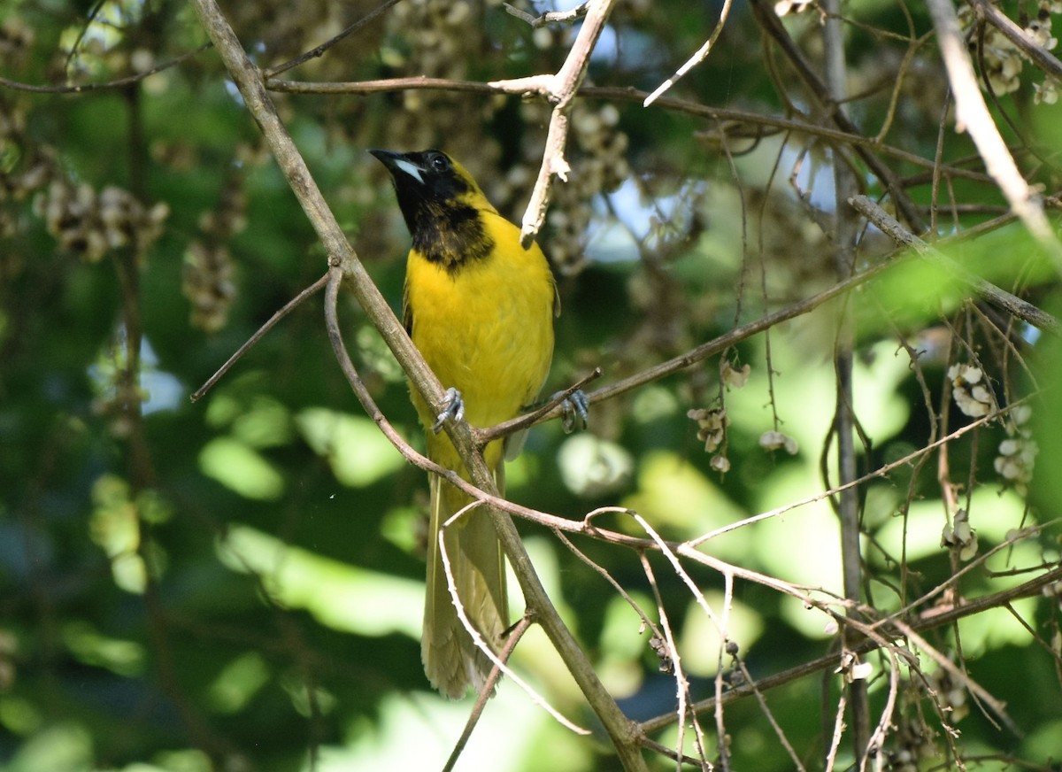 Oriole unifascié - ML620237825