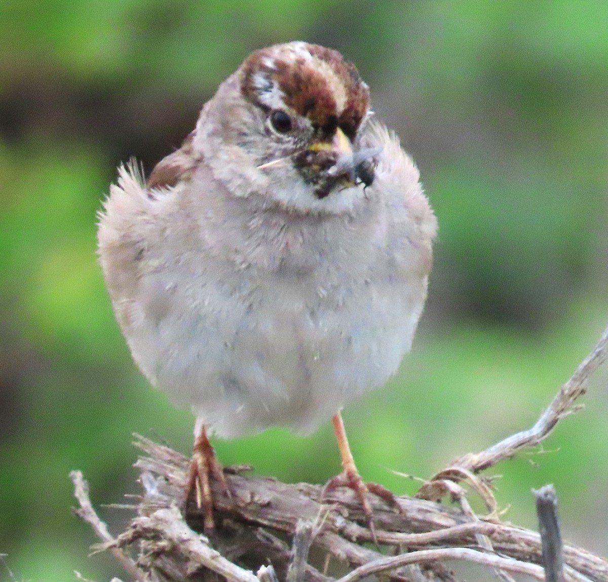 White-crowned Sparrow (nuttalli) - ML620237833