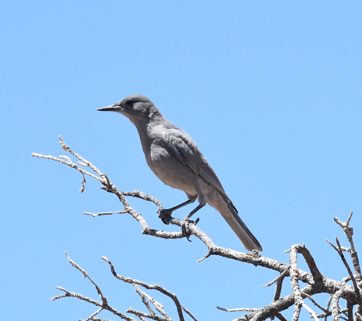 Pinyon Jay - ML620237840