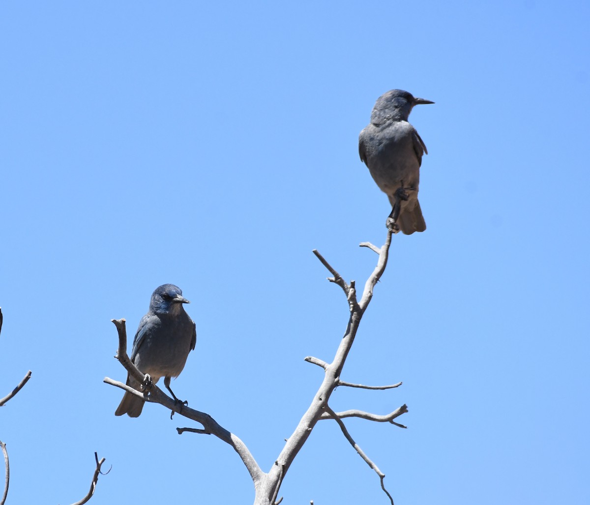 Pinyon Jay - ML620237841