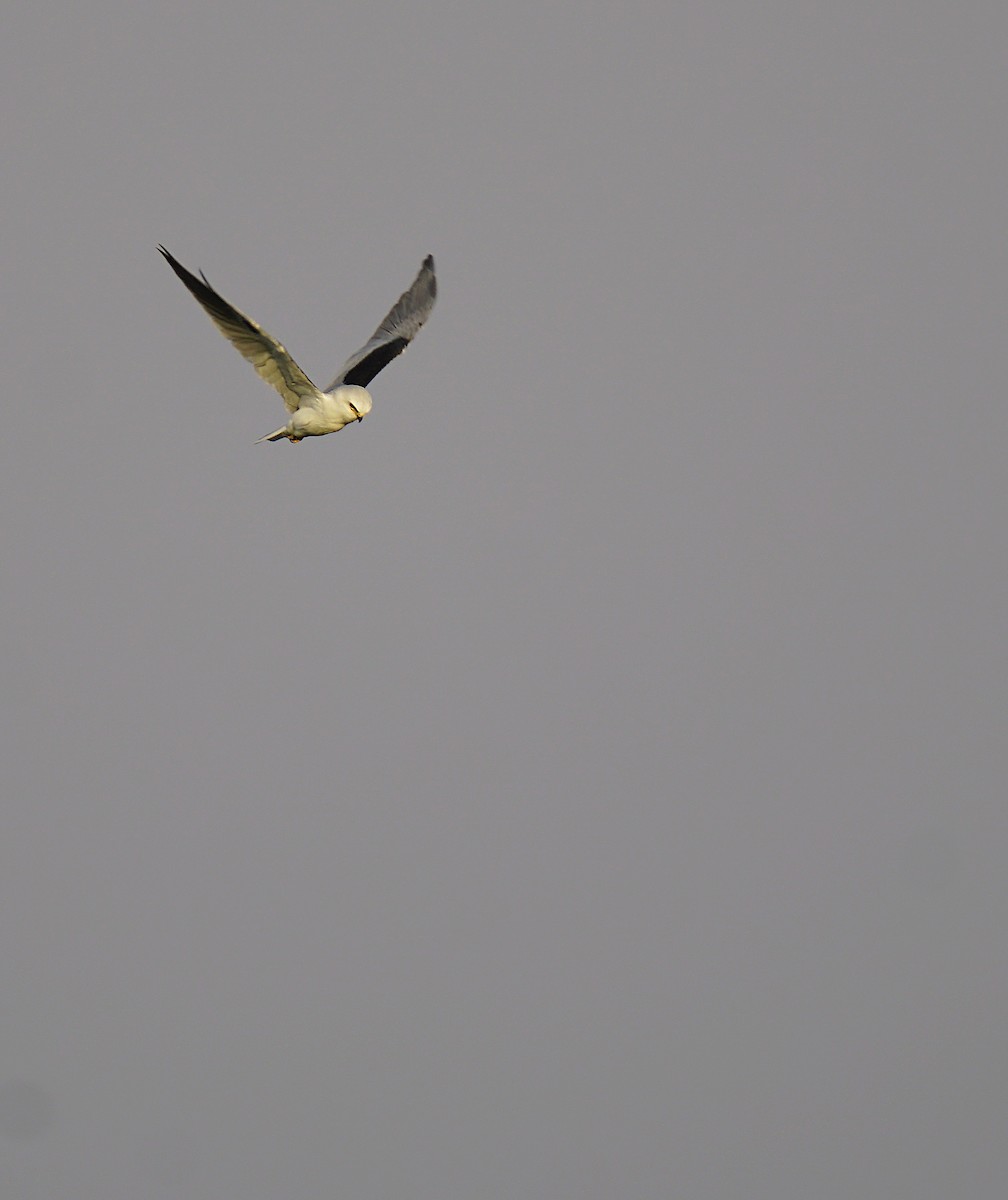White-tailed Kite - ML620237849