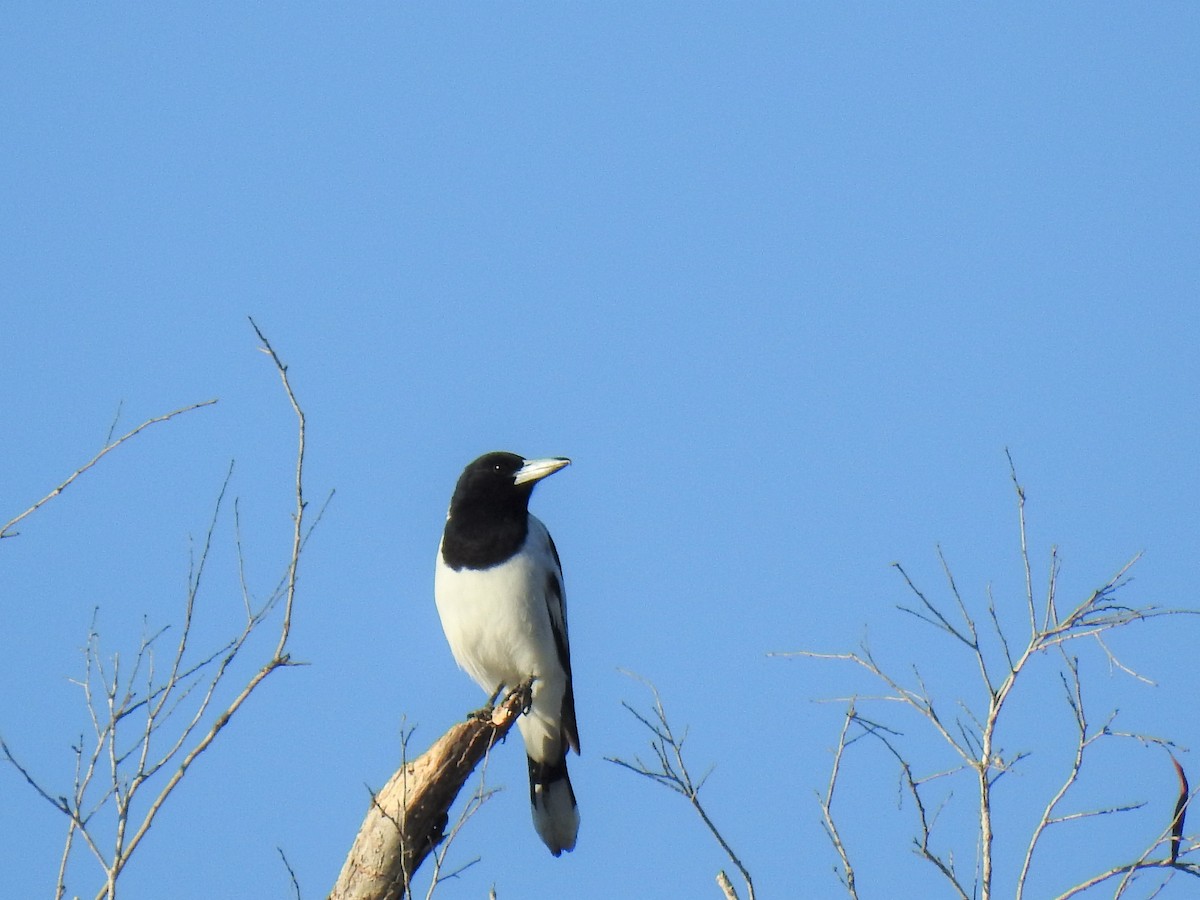 Pied Butcherbird - ML620237855