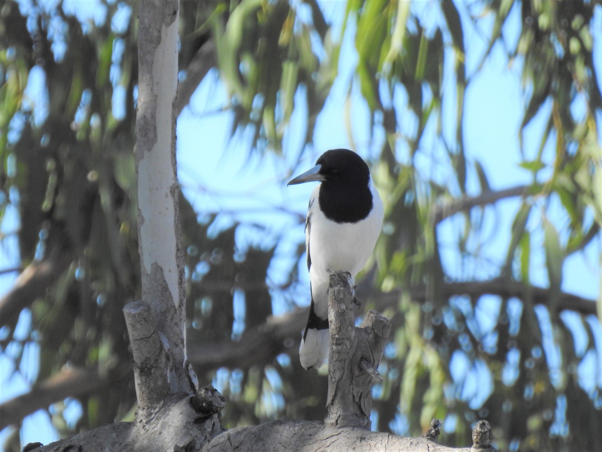 Pied Butcherbird - ML620237863