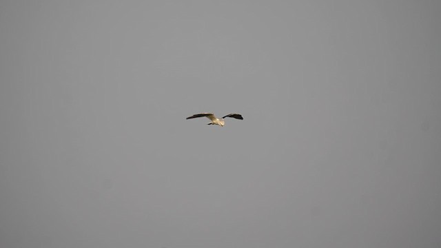 White-tailed Kite - ML620237869