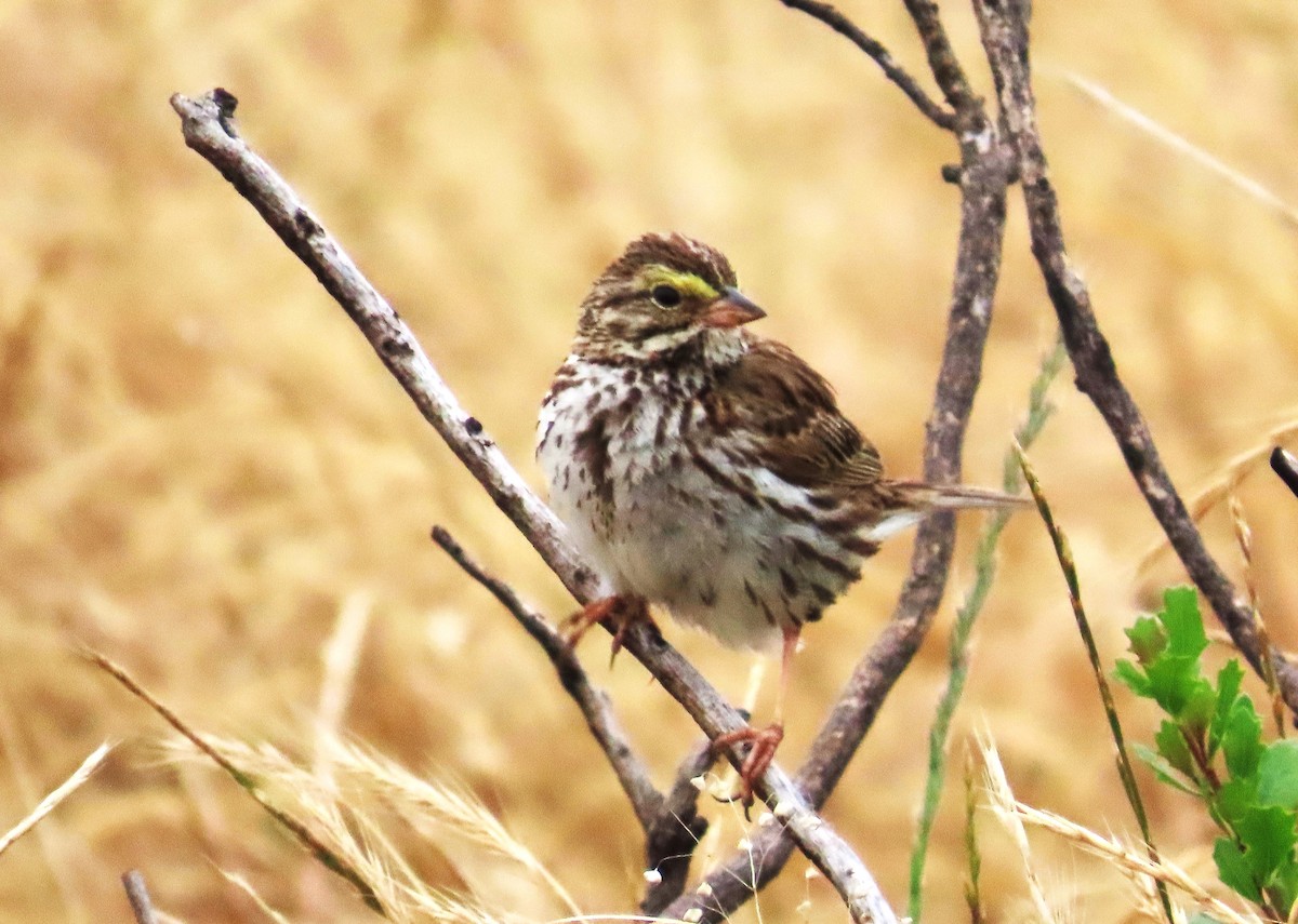 Savannah Sparrow - ML620237875