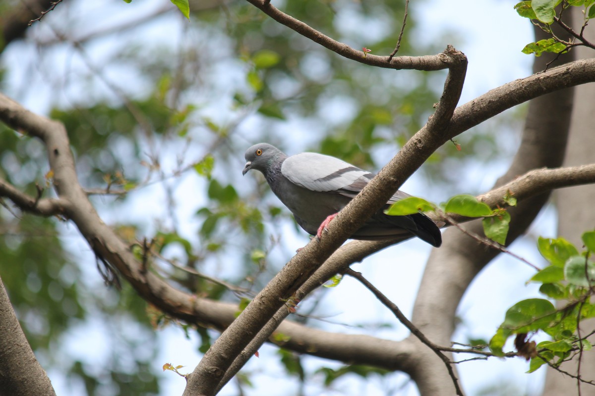 Rock Pigeon (Feral Pigeon) - ML620237889