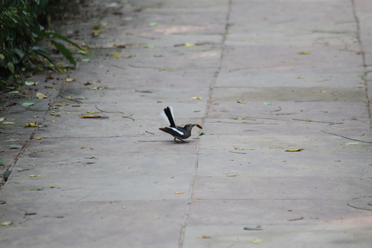 Oriental Magpie-Robin - ML620237906