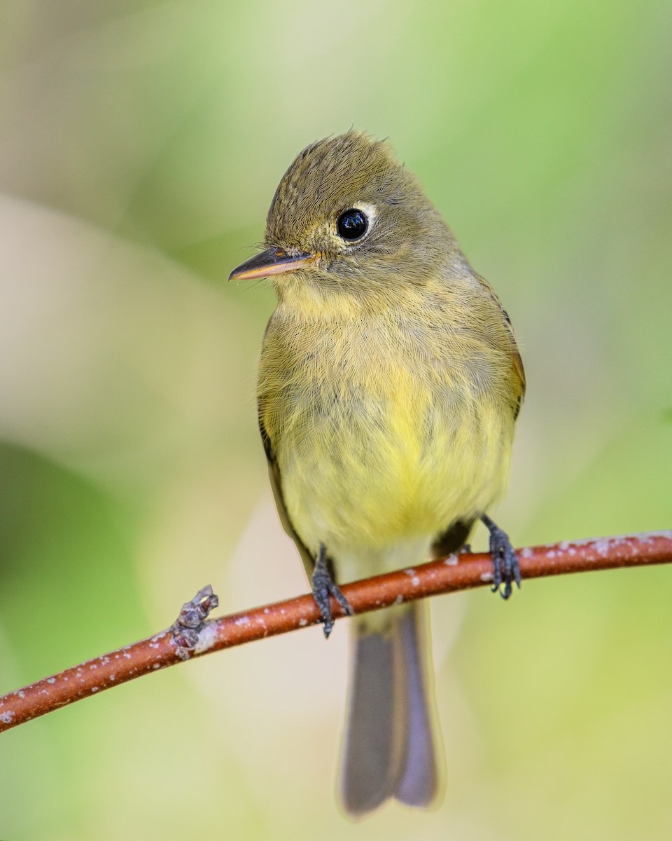 Western Flycatcher - ML620237910