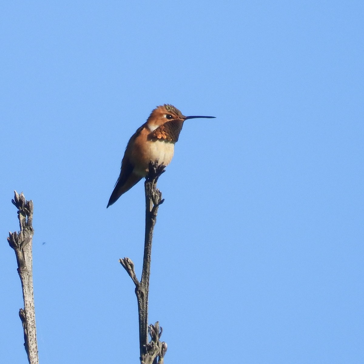 Rufous Hummingbird - ML620237921