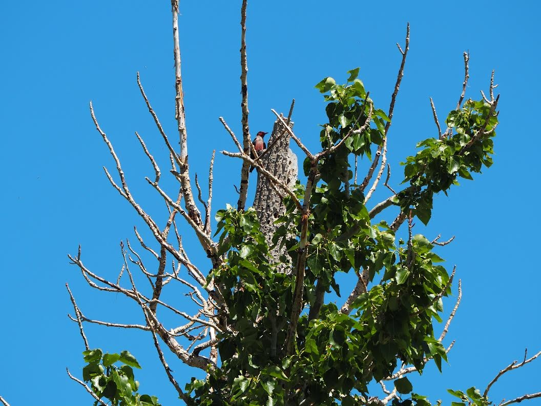 Lewis's Woodpecker - ML620237927