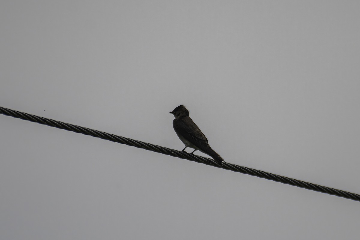 Southern Rough-winged Swallow - ML620237930