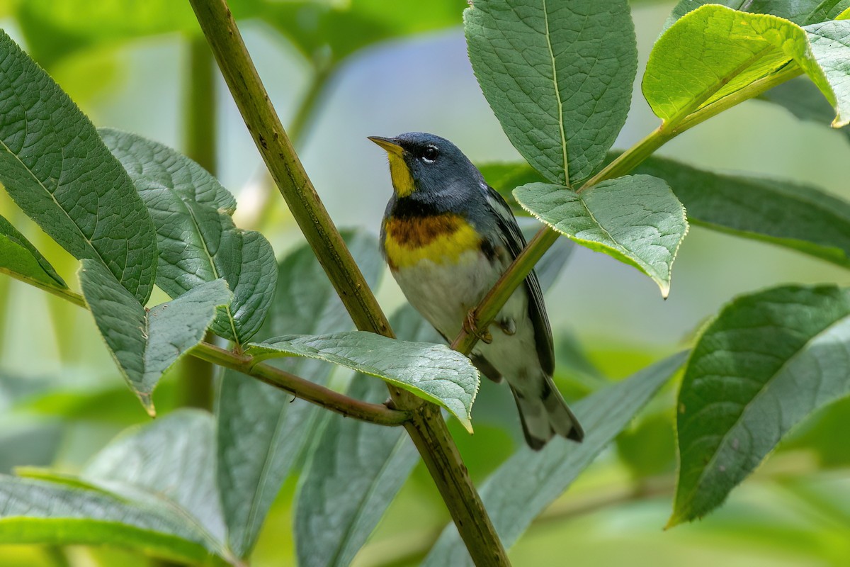 Northern Parula - ML620237932