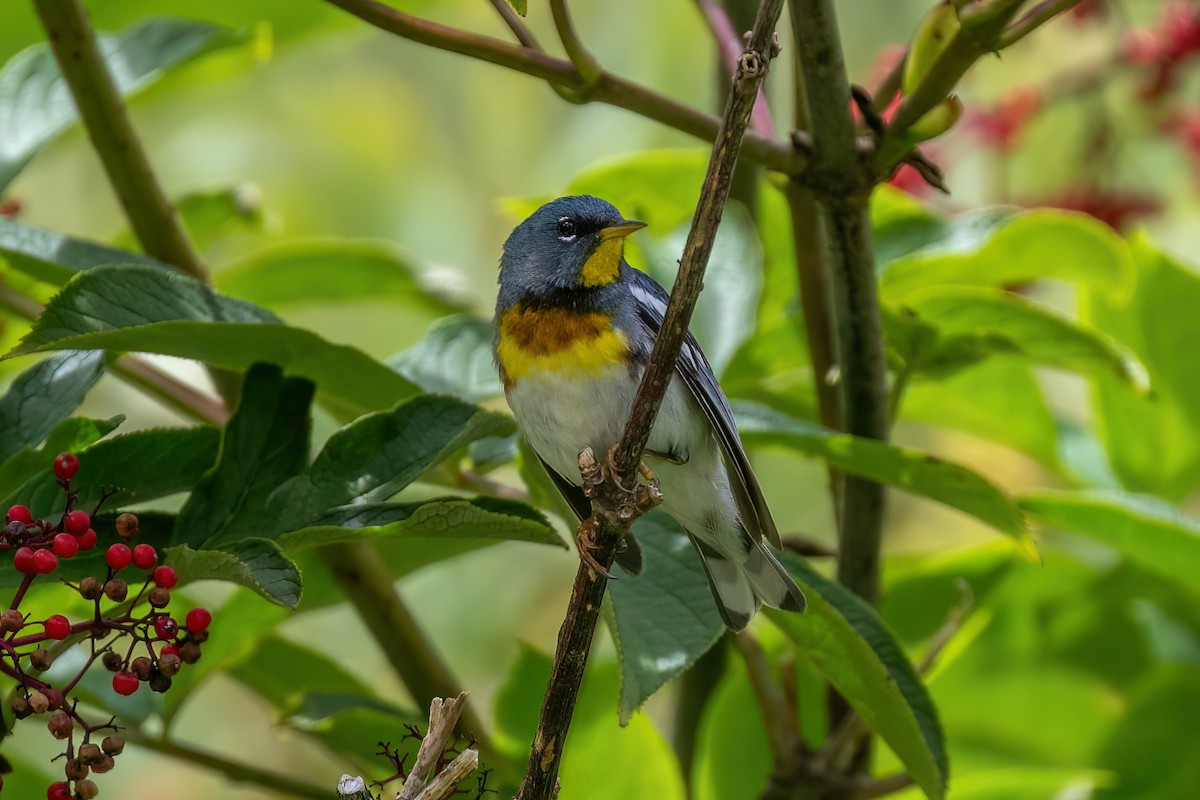 Northern Parula - ML620237933