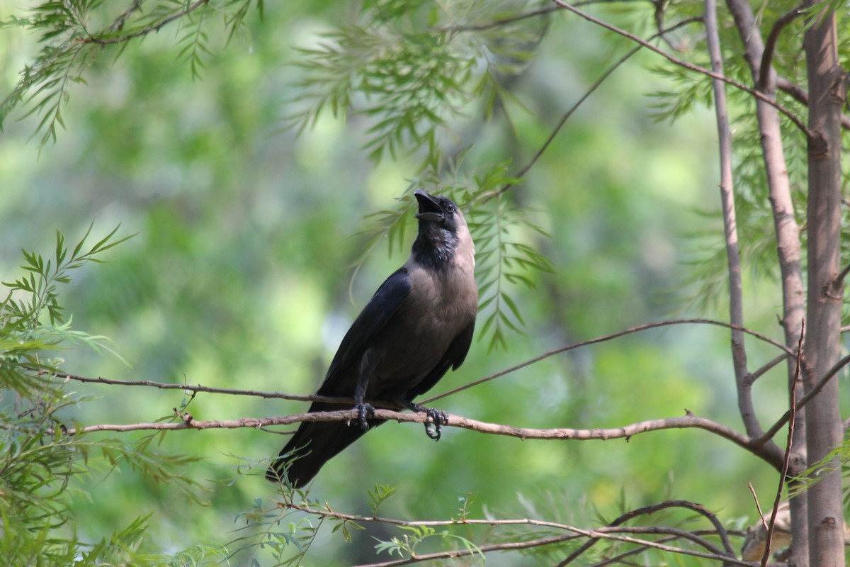 House Crow - ML620237938