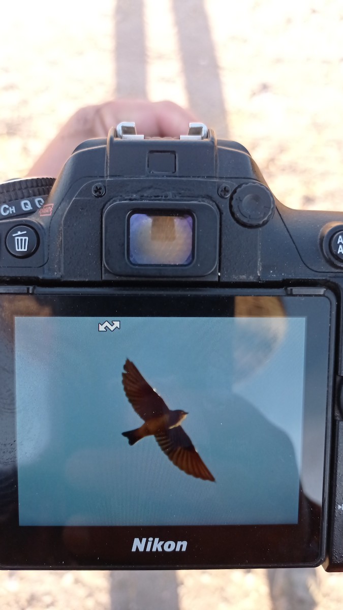 Andean Swallow - ML620237946